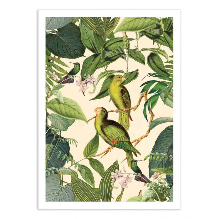 AFFICHE JUNGLE PARAKEET 30X40